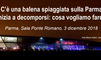 C’è una balena spiaggiata sulla Parma  inizia a decomporsi: cosa vogliamo fare?